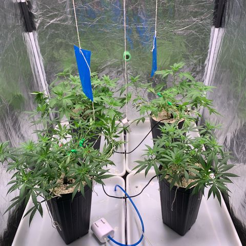 24 Tangie 2 growlog photo: Runoff 5.8 790 ppm 