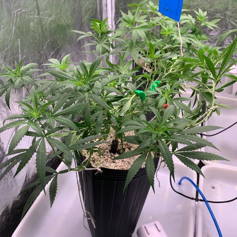 24 Tangie 2 growlog photo: Runoff 5.8 790 ppm 