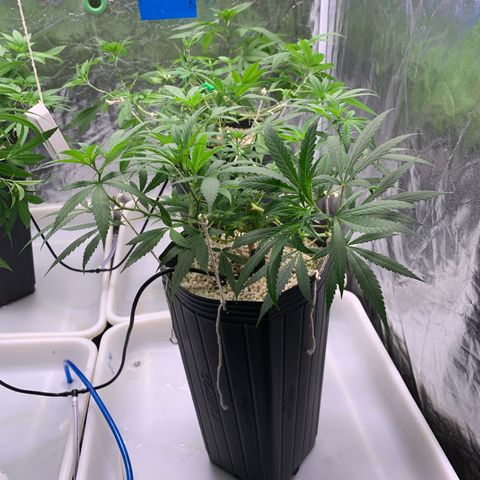 24 Tangie 2 growlog photo: Runoff 5.8 790 ppm 