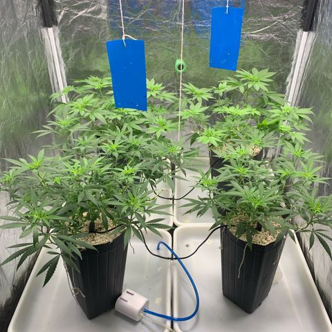 24 Tangie 2 growlog timeline photo