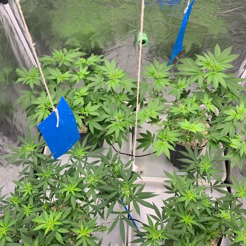 24 Tangie 2 growlog timeline photo
