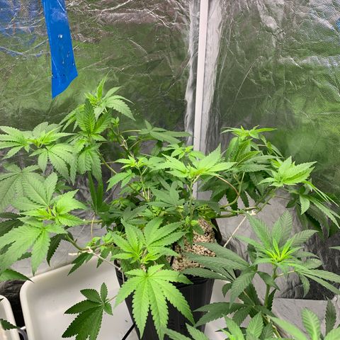 24 Tangie 2 growlog timeline photo