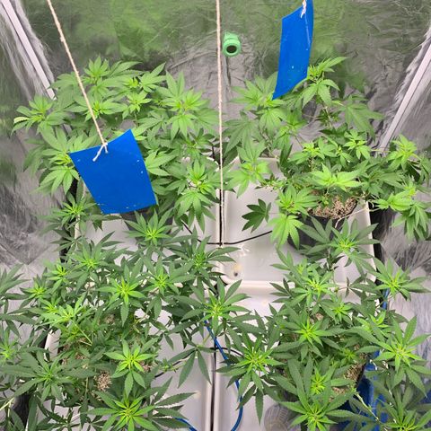 24 Tangie 2 growlog timeline photo