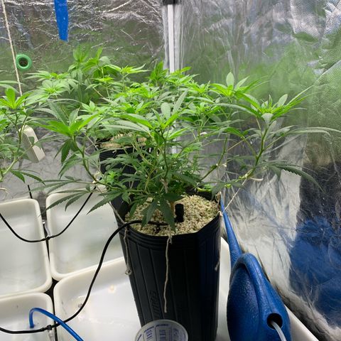 24 Tangie 2 growlog timeline photo