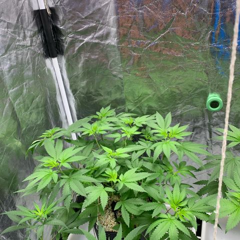 24 Tangie 2 growlog timeline photo