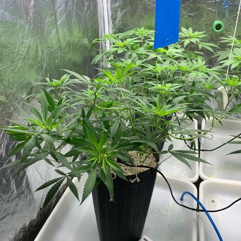 24 Tangie 2 growlog timeline photo