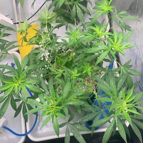 24 Tangie 2 growlog timeline photo
