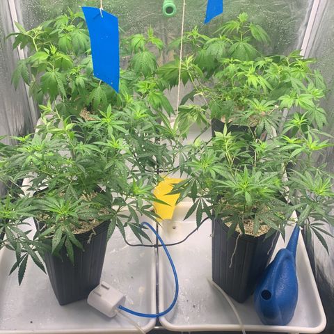 24 Tangie 2 growlog timeline photo