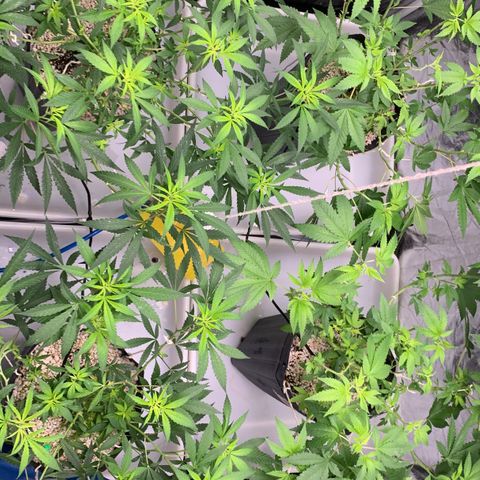 24 Tangie 2 growlog timeline photo