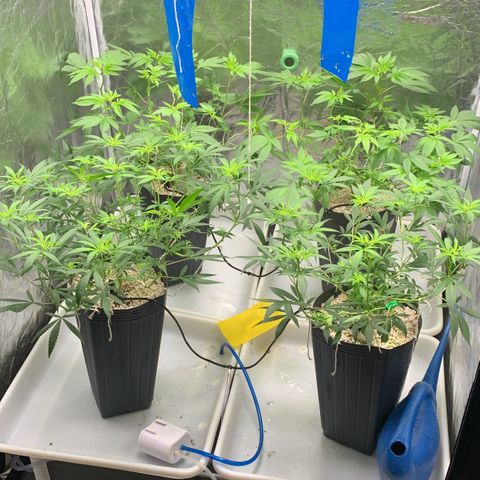 24 Tangie 2 growlog timeline photo