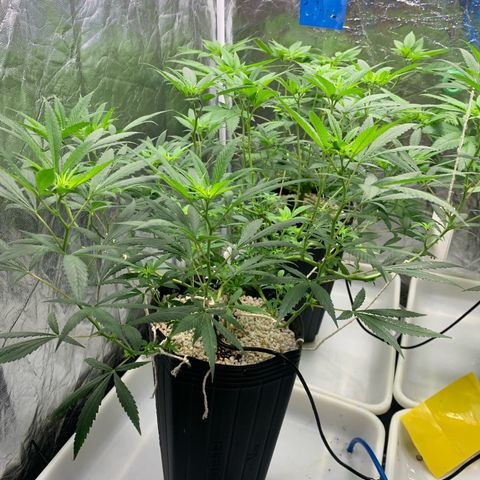 24 Tangie 2 growlog timeline photo