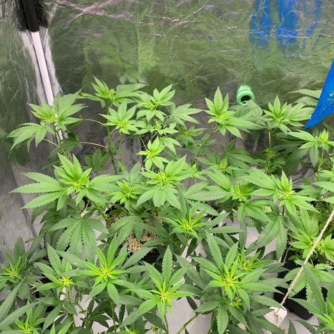 24 Tangie 2 growlog timeline photo