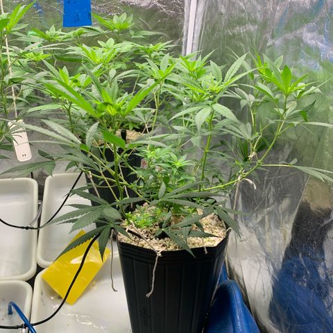 24 Tangie 2 growlog timeline photo