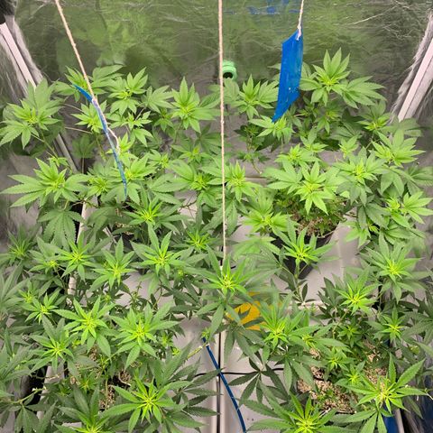 24 Tangie 2 growlog timeline photo