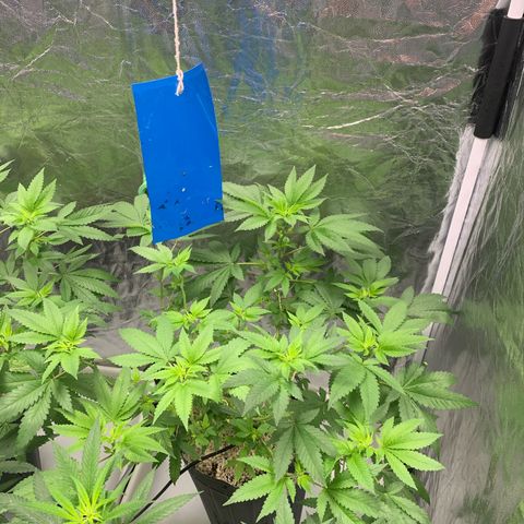 24 Tangie 2 growlog timeline photo