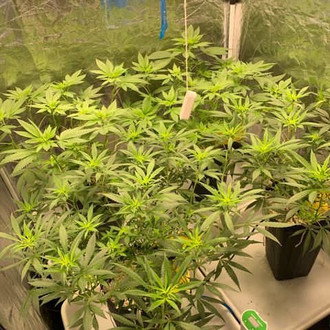 24 Tangie 2 growlog timeline photo