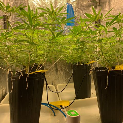 24 Tangie 2 growlog timeline photo