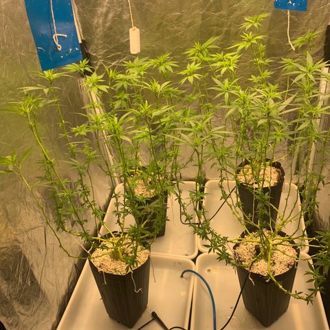 24 Tangie 2 growlog photo: Poda das canelas 