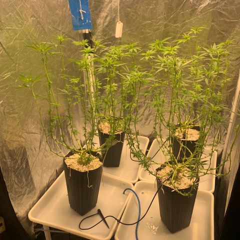 24 Tangie 2 growlog photo: Poda das canelas 
