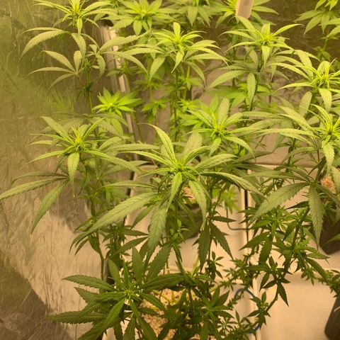 24 Tangie 2 growlog timeline photo