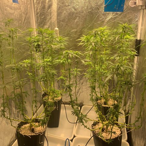 24 Tangie 2 growlog timeline photo