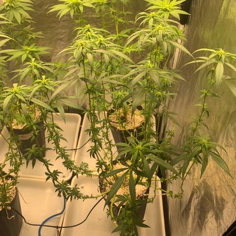 24 Tangie 2 growlog timeline photo