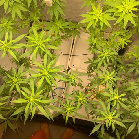 24 Tangie 2 growlog timeline photo