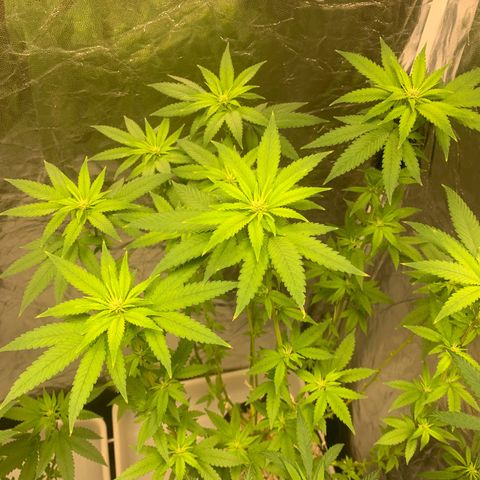24 Tangie 2 growlog timeline photo