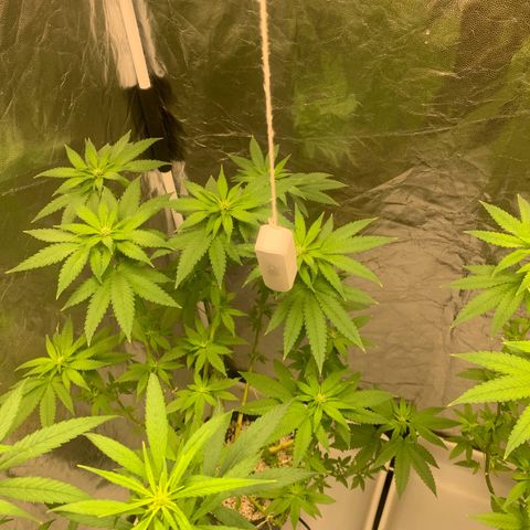 24 Tangie 2 growlog timeline photo