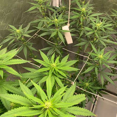 24 Tangie 2 growlog timeline photo