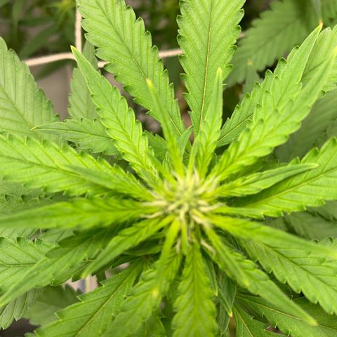 24 Tangie 2 growlog timeline photo