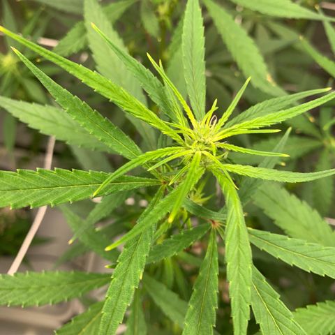 24 Tangie 2 growlog timeline photo