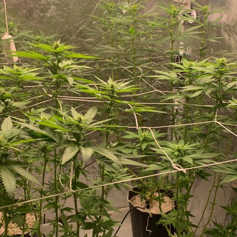24 Tangie 2 growlog timeline photo