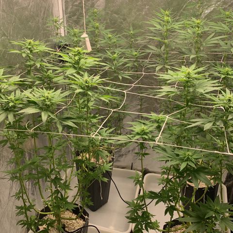 24 Tangie 2 growlog timeline photo