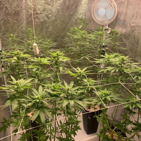 24 Tangie 2 growlog timeline photo