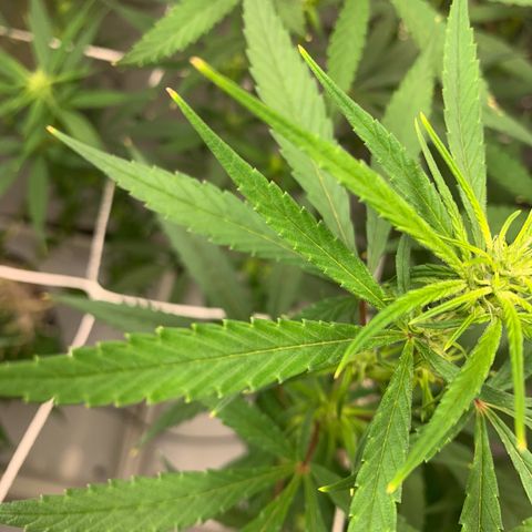 24 Tangie 2 growlog timeline photo