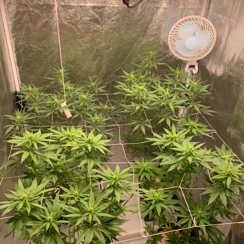 24 Tangie 2 growlog timeline photo