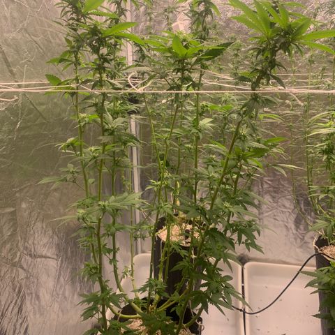 24 Tangie 2 growlog timeline photo