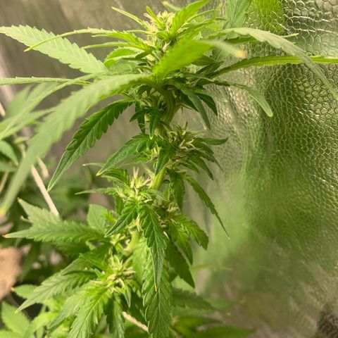 24 Tangie 2 growlog timeline photo