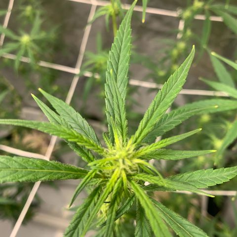 24 Tangie 2 growlog timeline photo