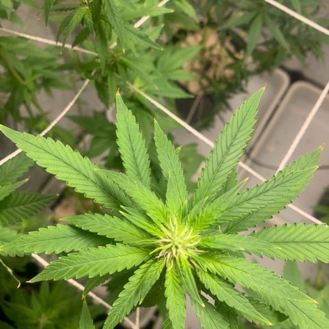 24 Tangie 2 growlog timeline photo