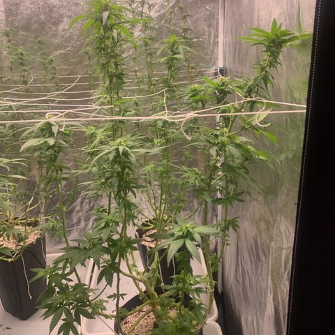 24 Tangie 2 growlog timeline photo