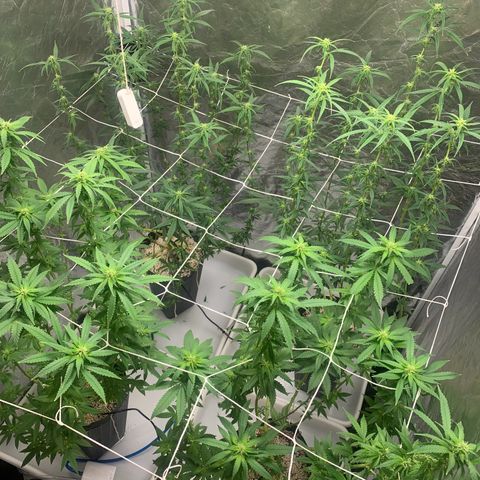 24 Tangie 2 growlog timeline photo