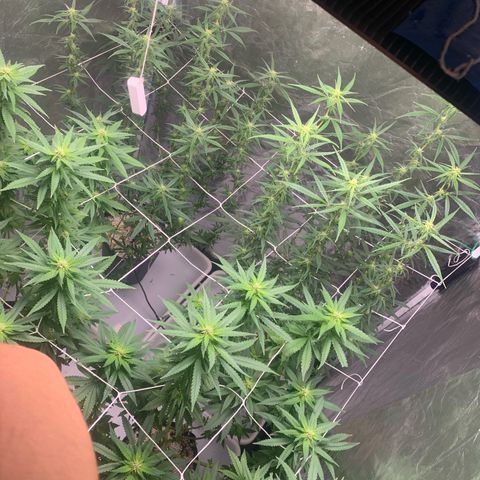 24 Tangie 2 growlog timeline photo