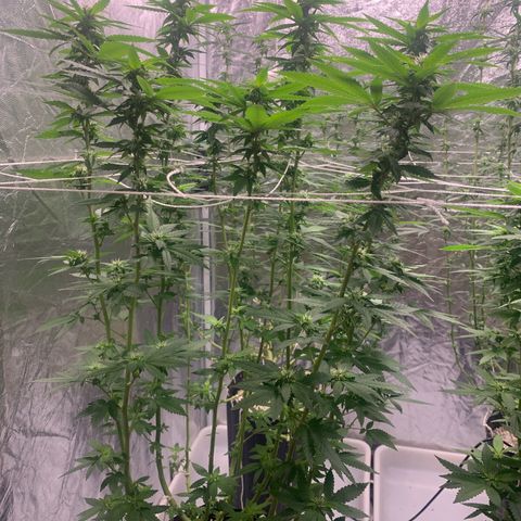 24 Tangie 2 growlog timeline photo