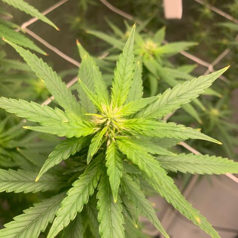 24 Tangie 2 growlog timeline photo