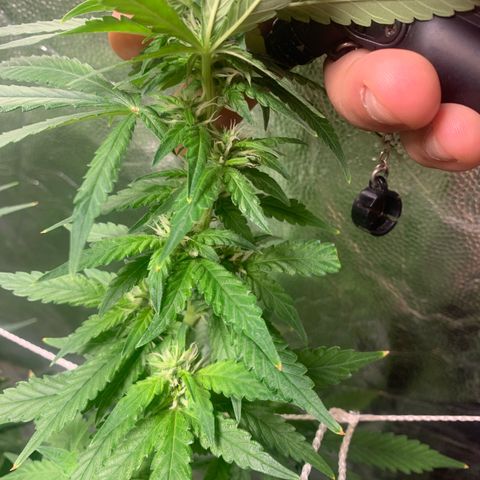 24 Tangie 2 growlog timeline photo