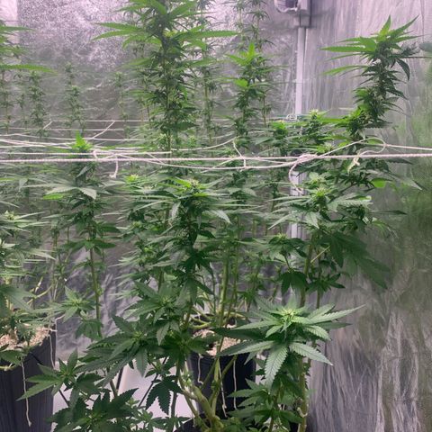 24 Tangie 2 growlog timeline photo