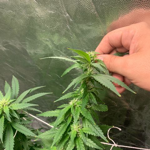 24 Tangie 2 growlog timeline photo