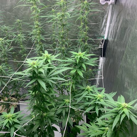 24 Tangie 2 growlog timeline photo